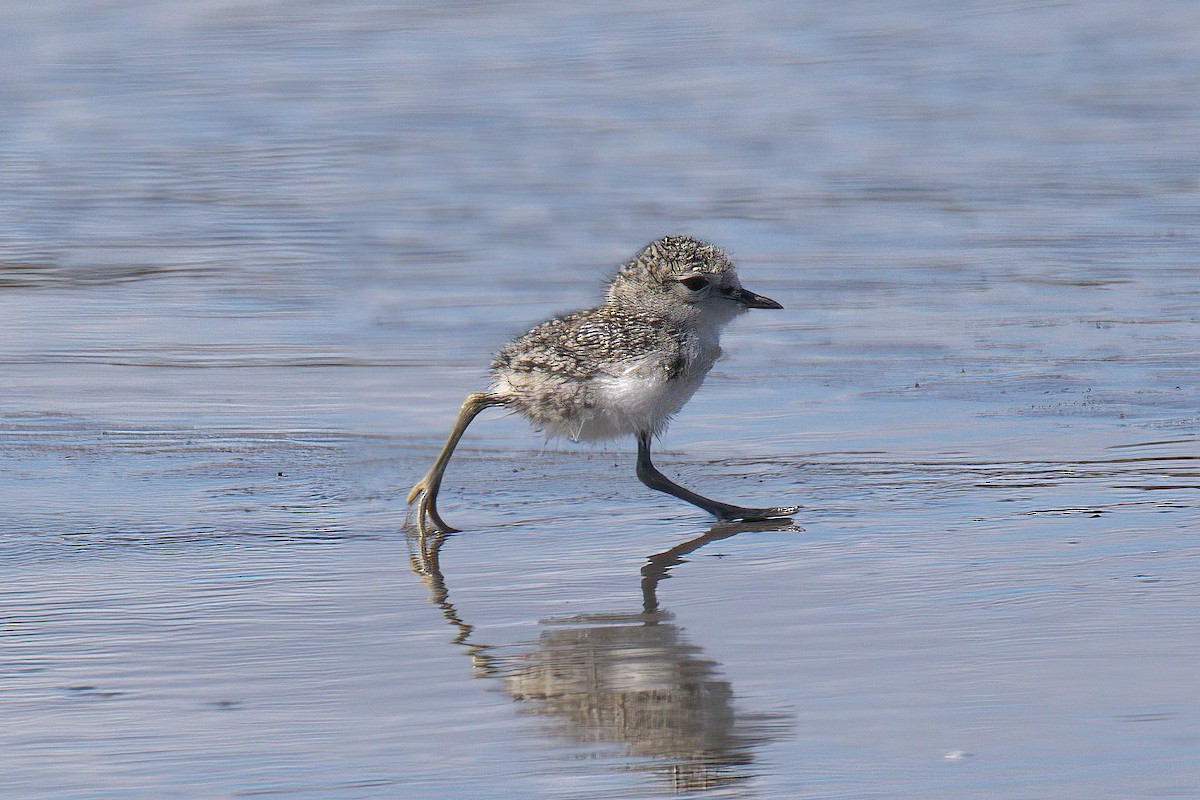 Double-banded Plover - ML610807453