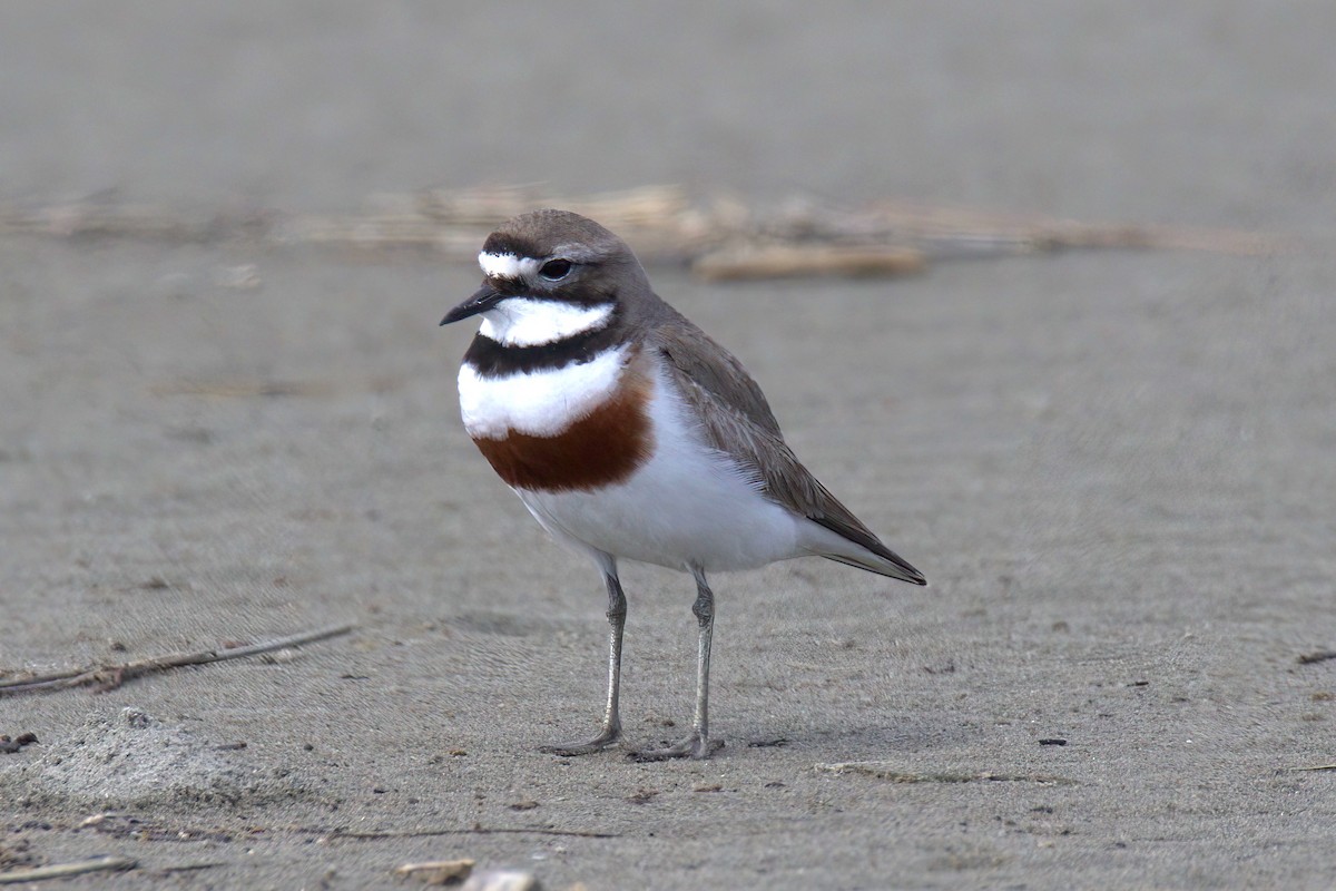 Double-banded Plover - ML610807454