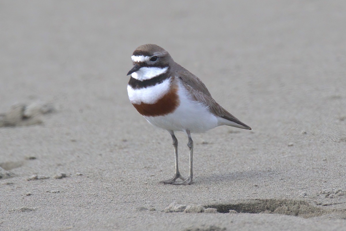 Double-banded Plover - ML610807455
