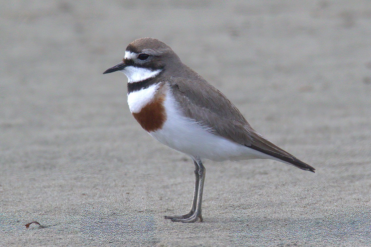 Double-banded Plover - ML610807457
