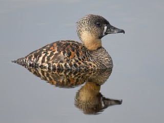  - White-backed Duck