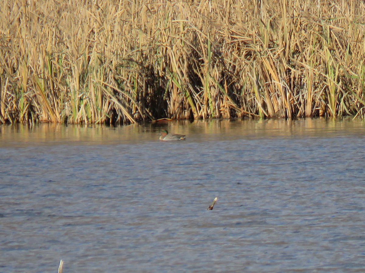 Green-winged Teal - ML610807674
