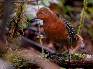  - White-striped Forest Rail