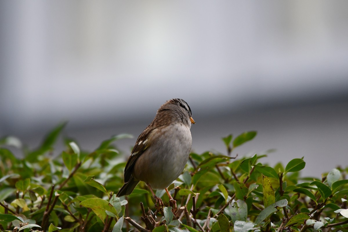 White-crowned Sparrow - ML610807929
