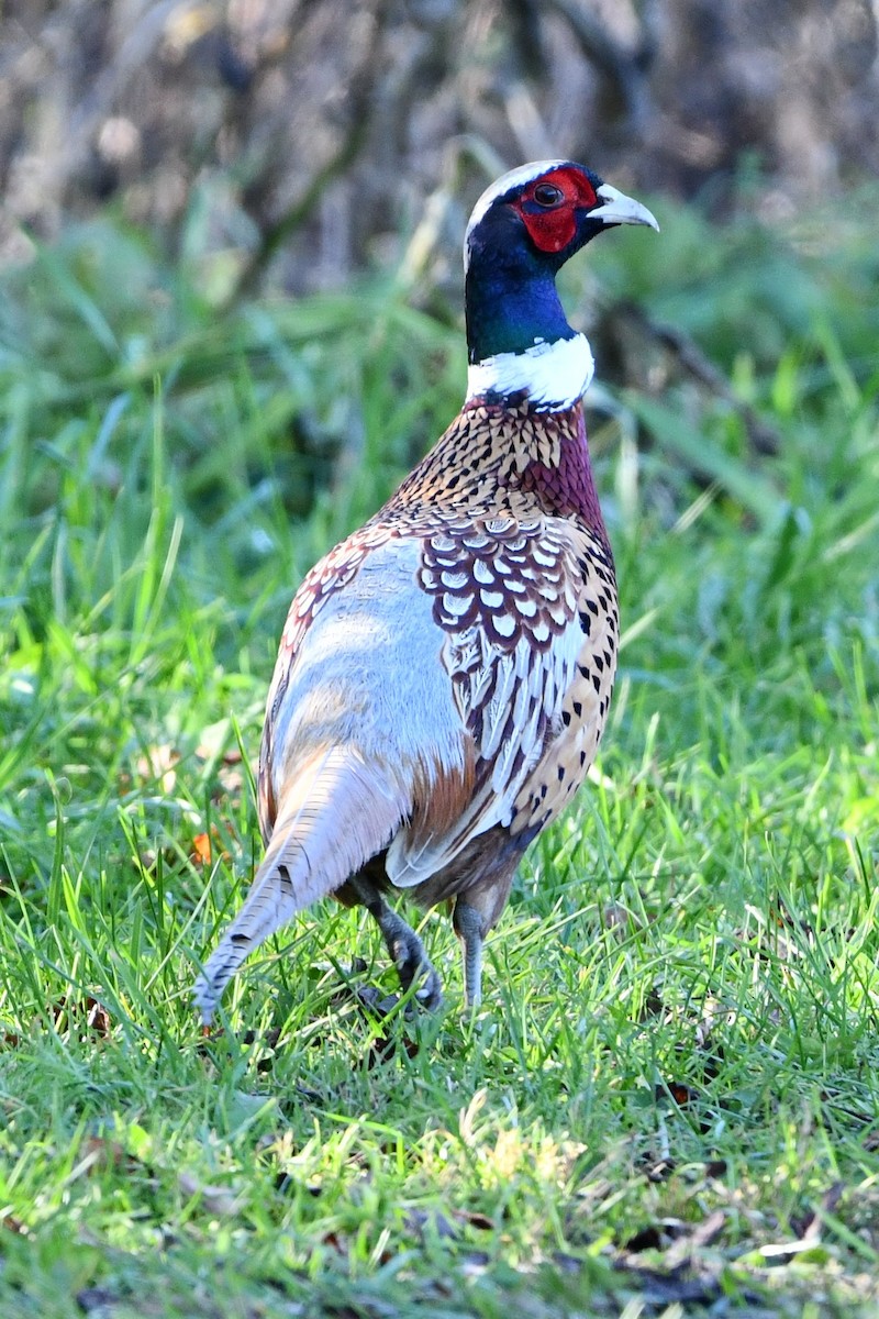 Ring-necked Pheasant - Donna Carter