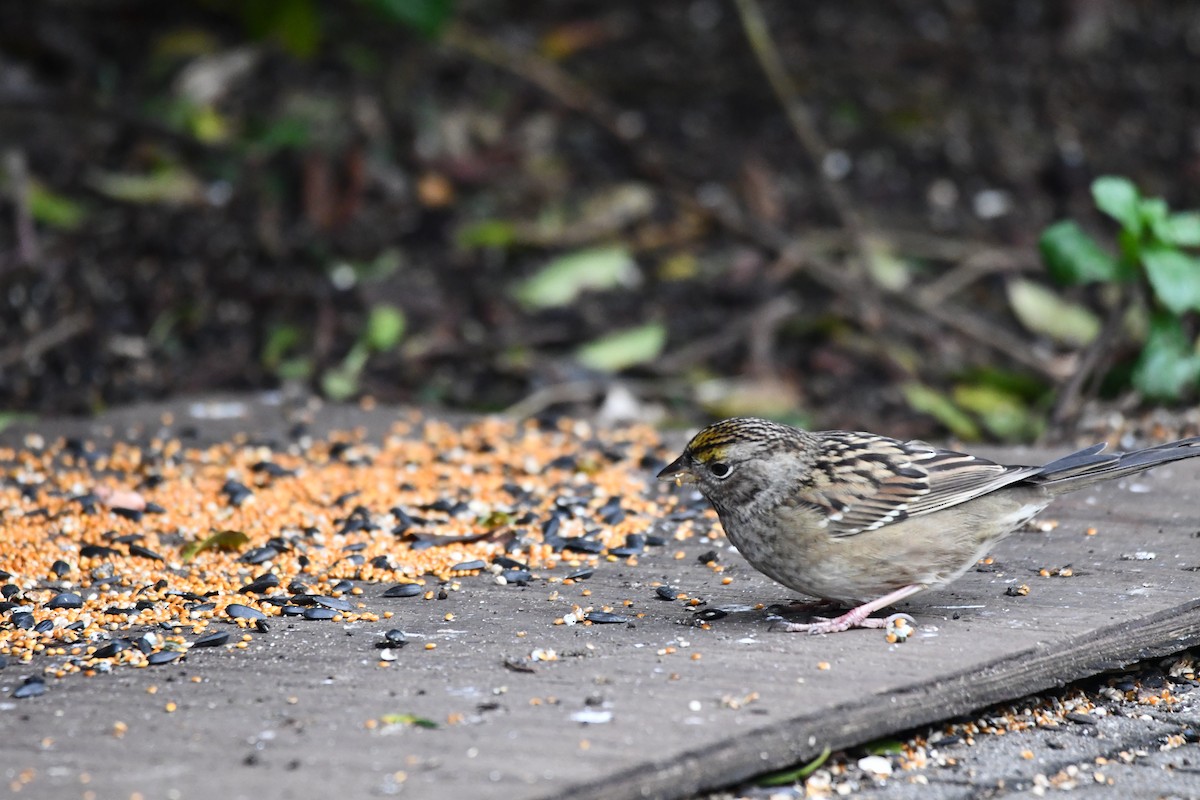 Golden-crowned Sparrow - ML610807974