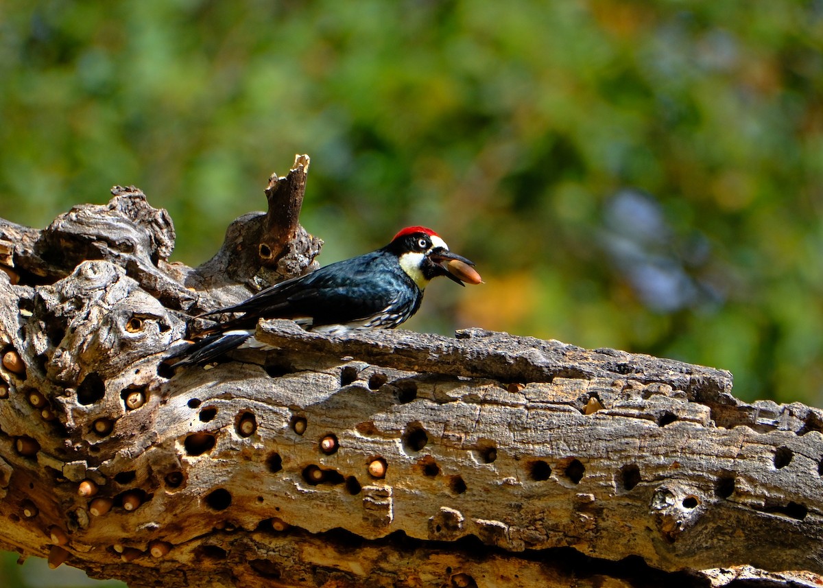 Acorn Woodpecker - ML610808159