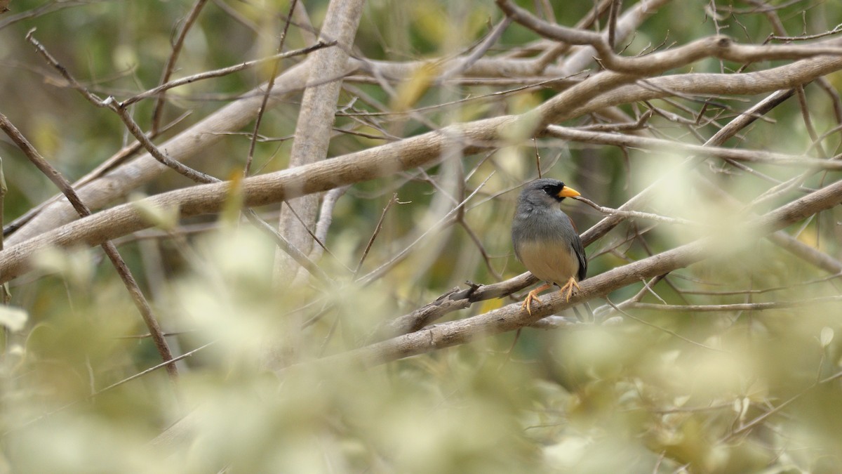 Little Inca-Finch - Miguel Aguilar @birdnomad