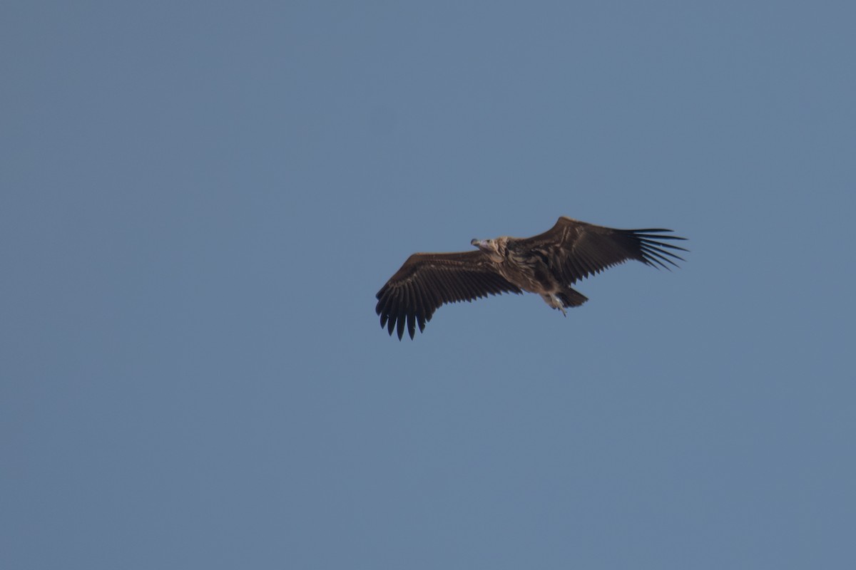 Lappet-faced Vulture - ML610808682