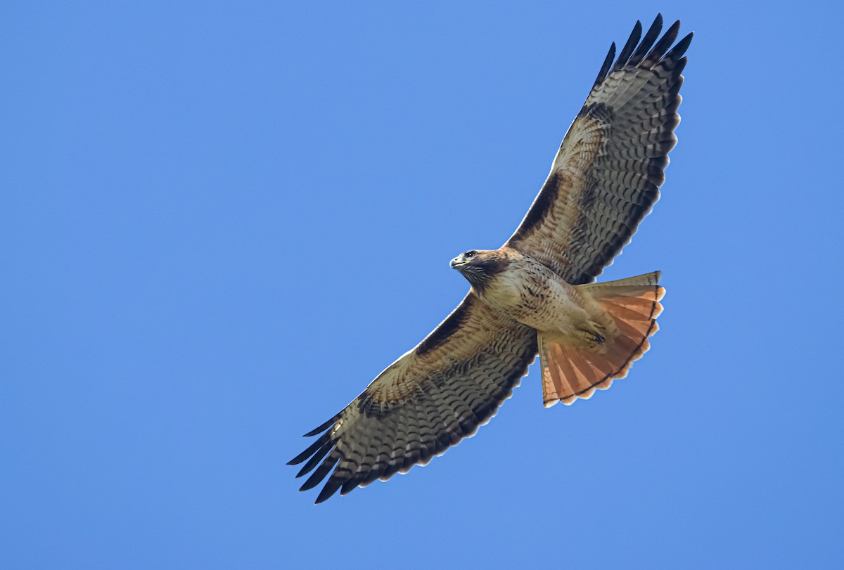 Red-tailed Hawk - Braxton Landsman