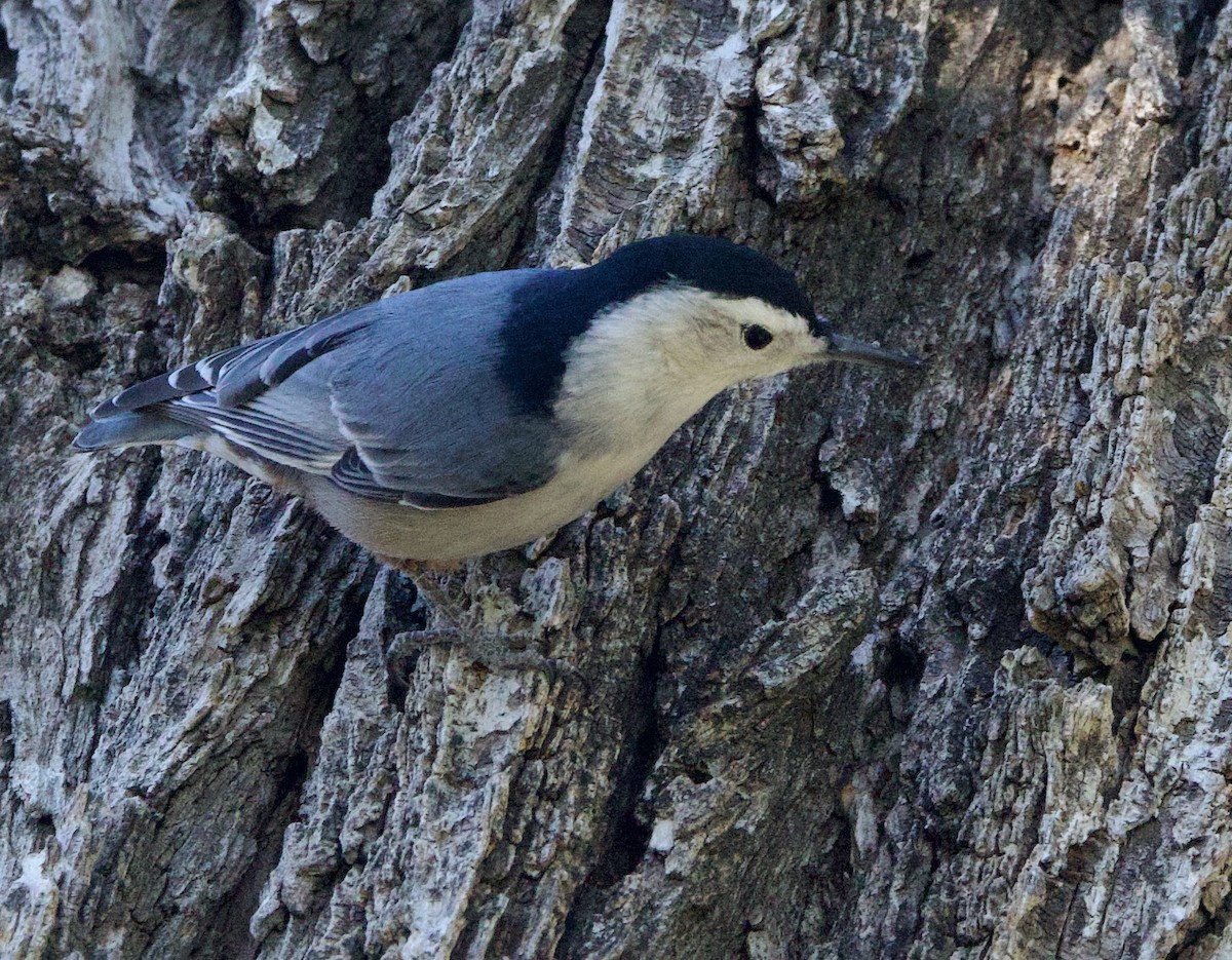 White-breasted Nuthatch - ML610809169