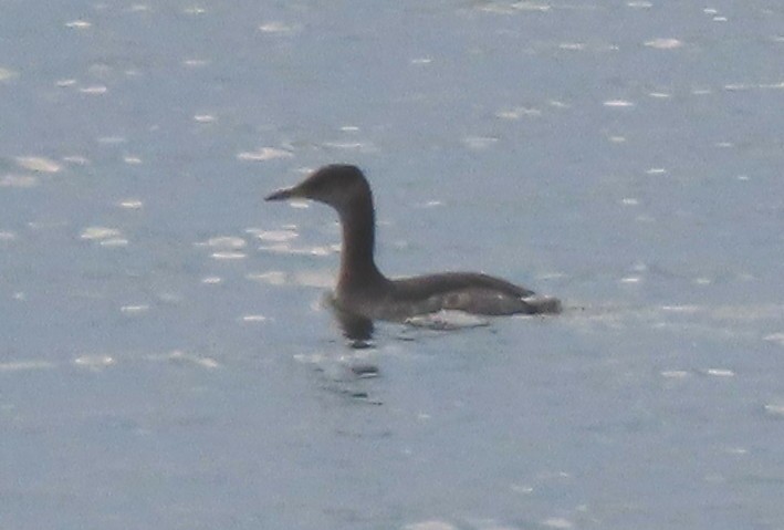 Red-necked Grebe - ML610809201