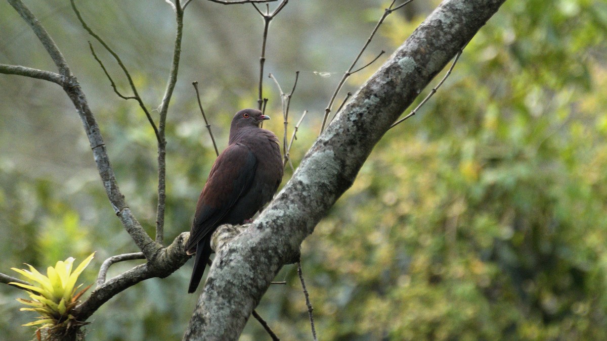 Pigeon du Pérou - ML610809389