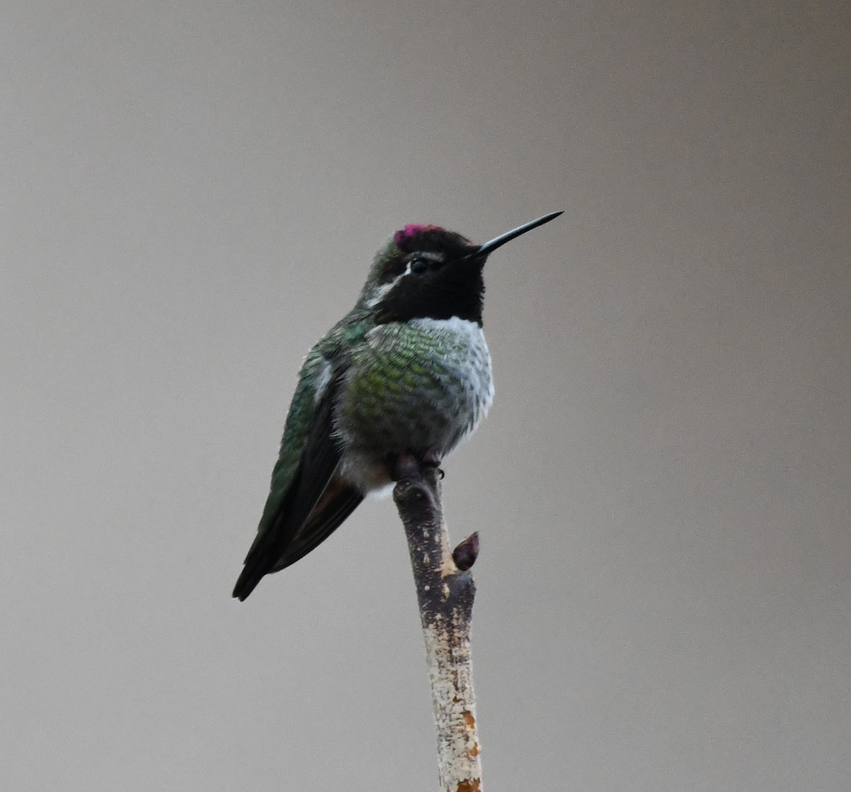 Anna's Hummingbird - ML610809567