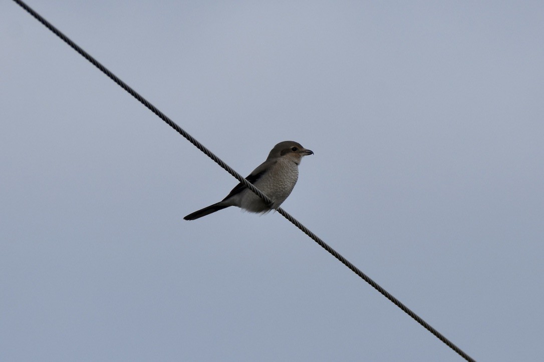 eBird Checklist 2 Nov 2023 Sauvie IslandRentenaar Rd. 46 species