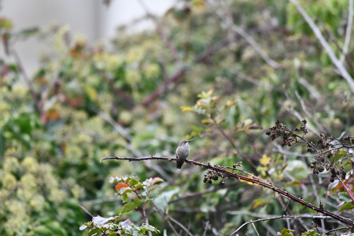 Anna's Hummingbird - ML610809612