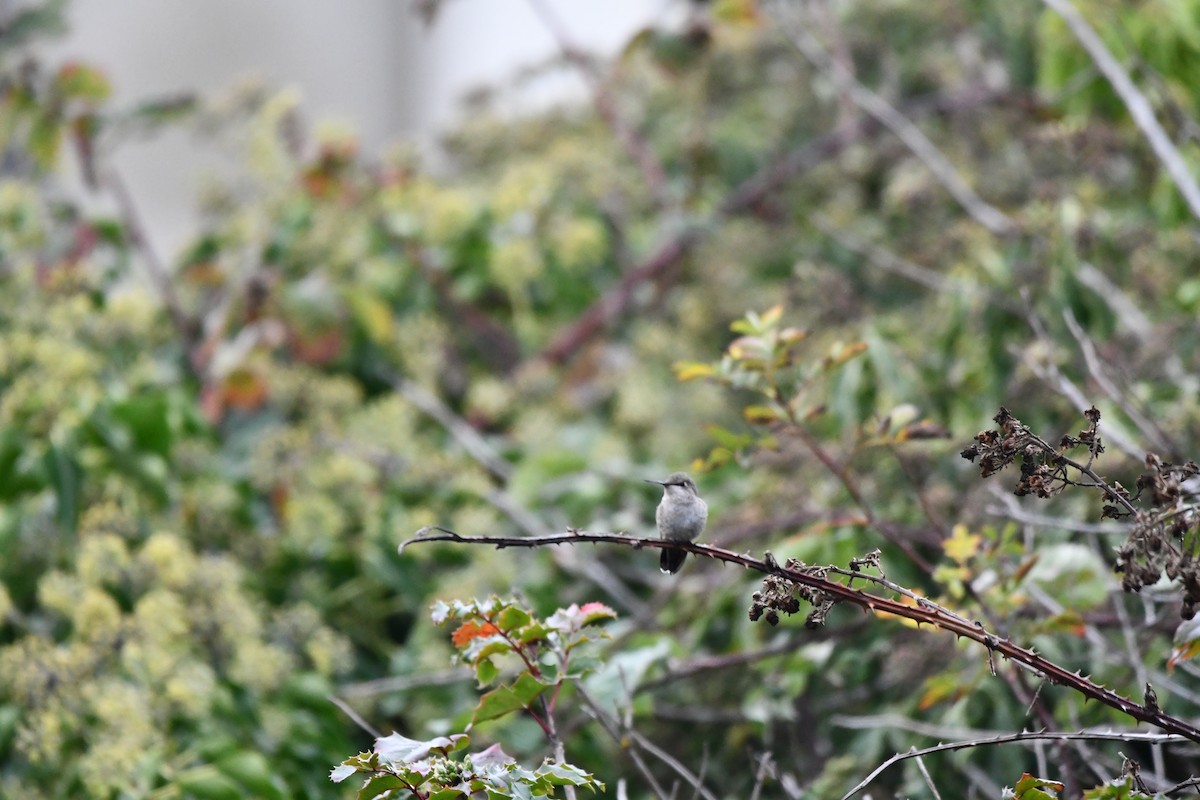 Anna's Hummingbird - ML610809621