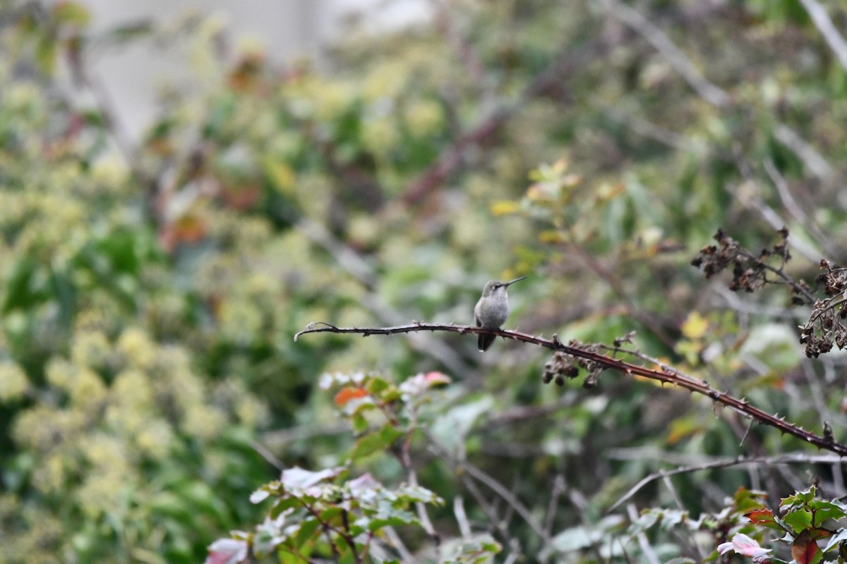 Anna's Hummingbird - ML610809640
