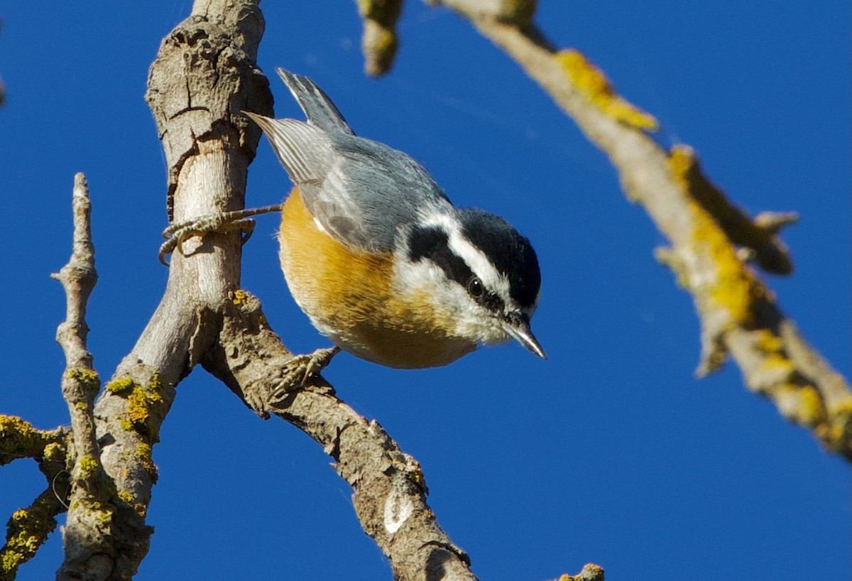 Red-breasted Nuthatch - ML610809651