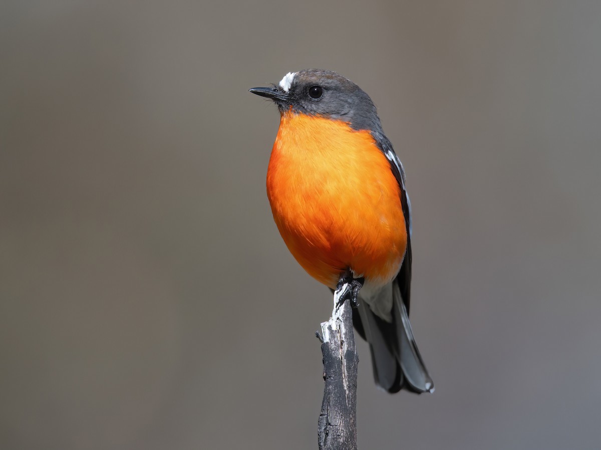 Flame Robin - eBird