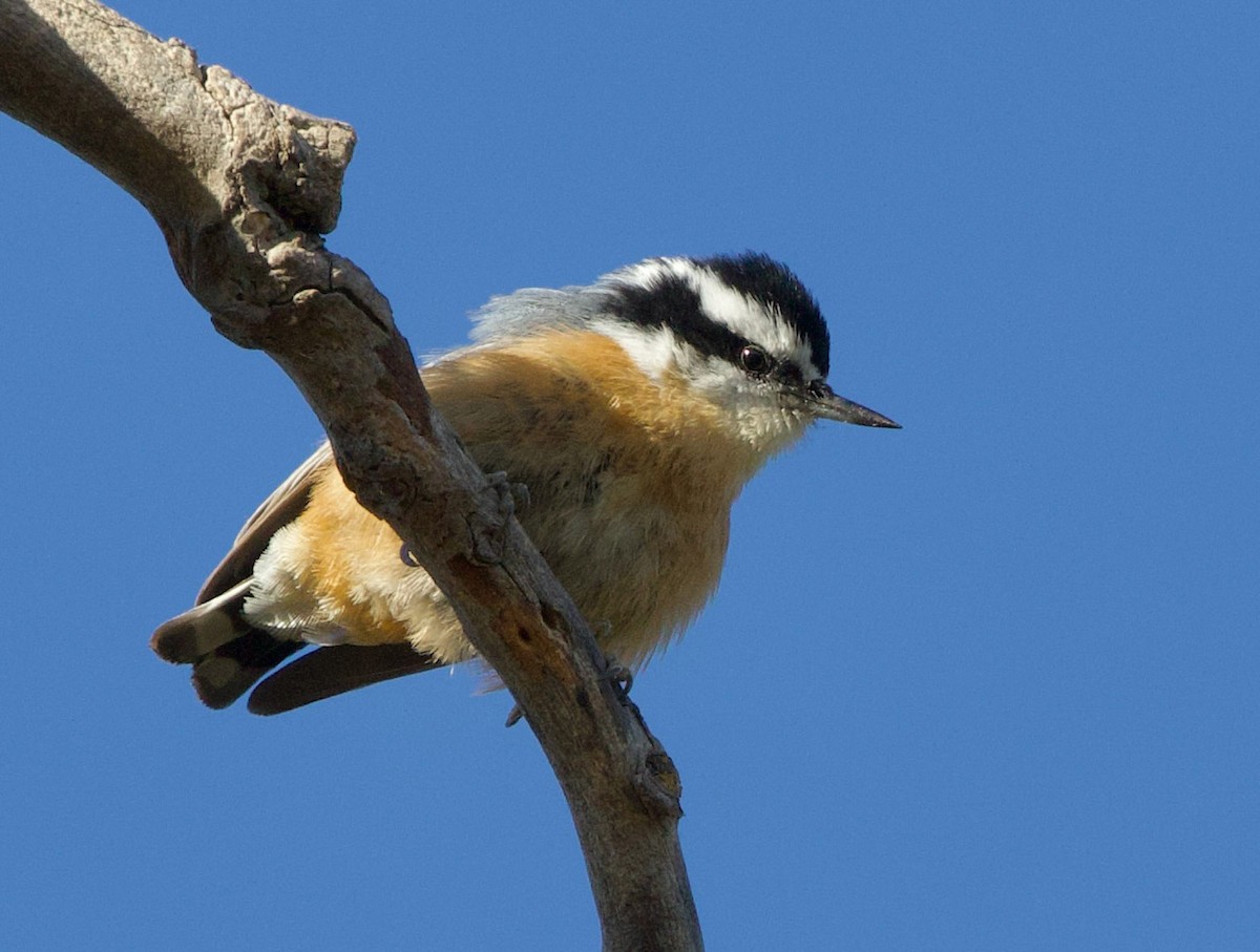 Red-breasted Nuthatch - ML610809724