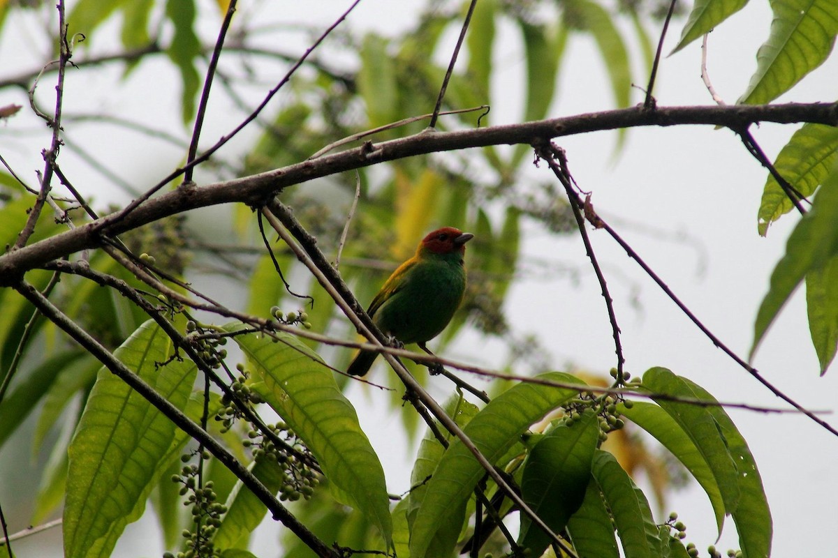 Bay-headed Tanager - ML61081021