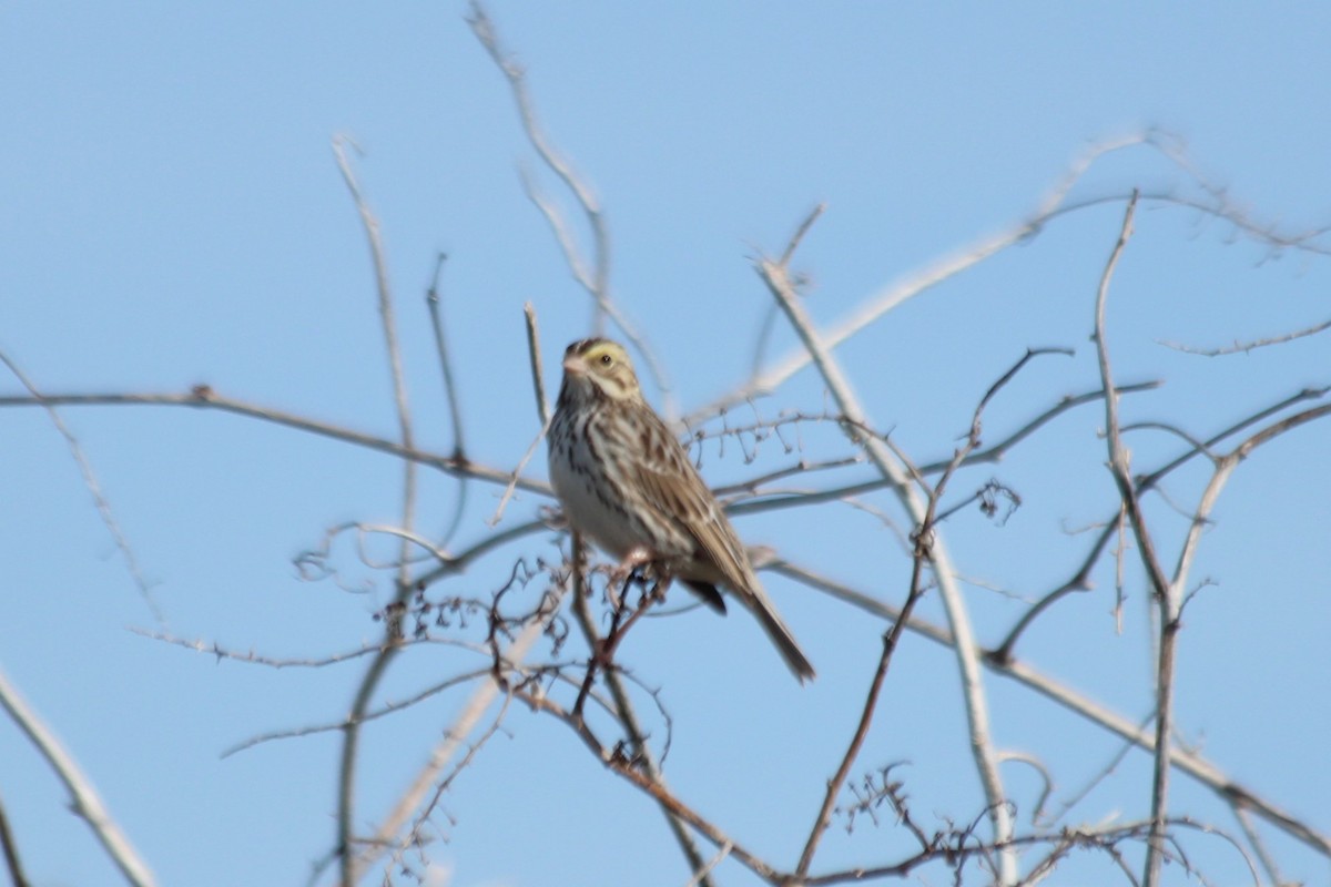 Savannah Sparrow - ML610810854