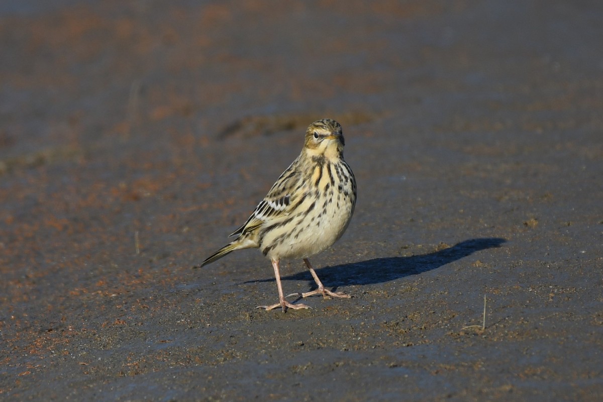 Red-throated Pipit - ML610810986