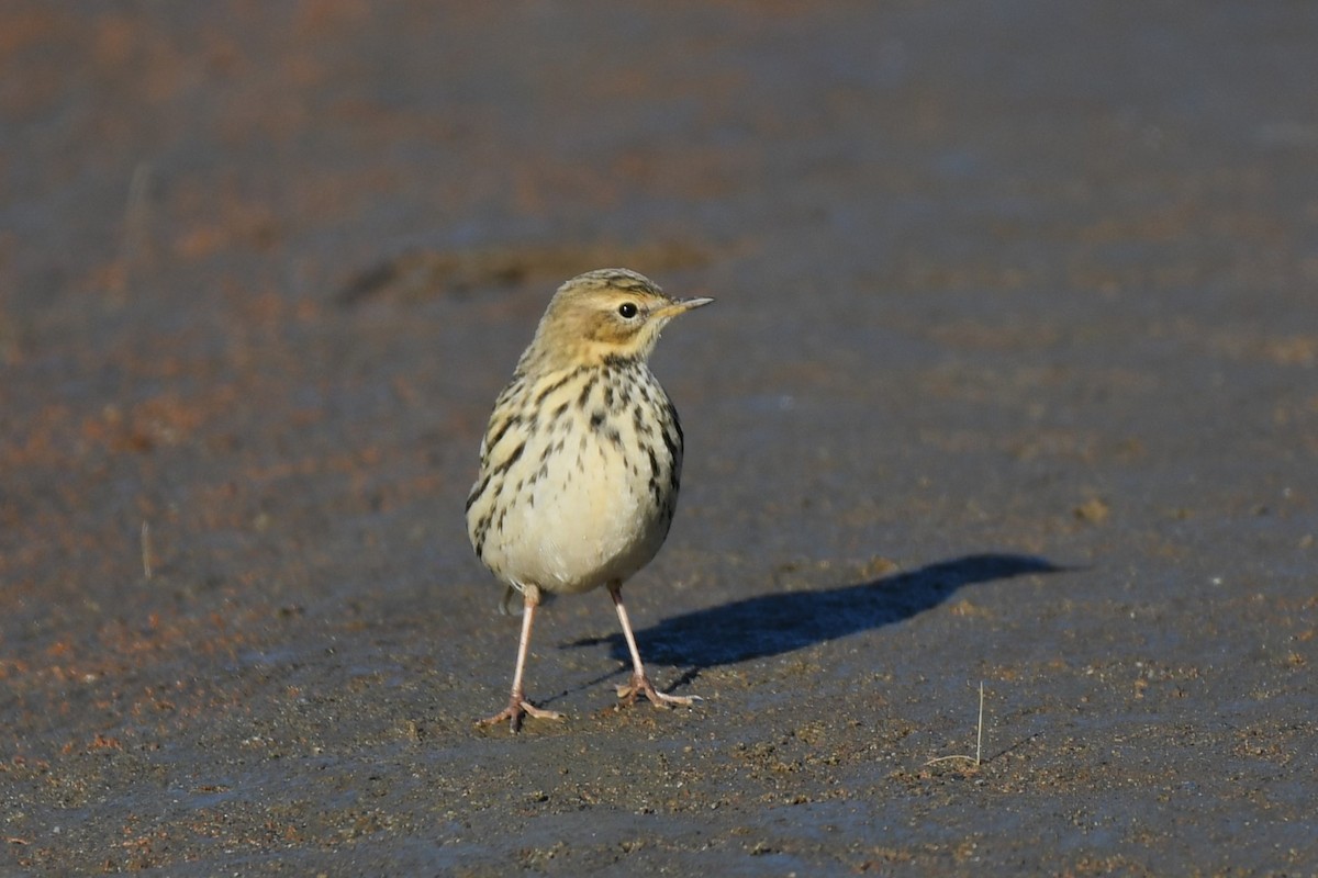 Red-throated Pipit - ML610810987