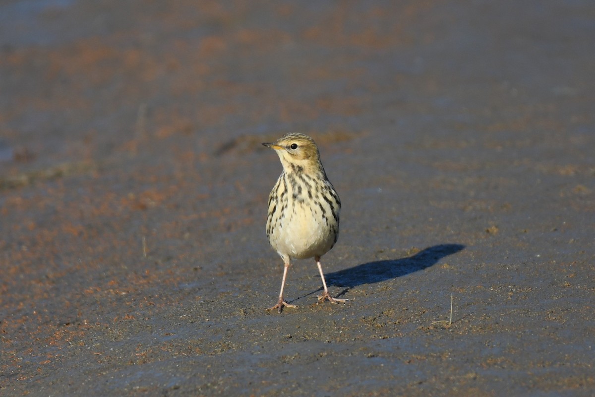 Red-throated Pipit - ML610810988