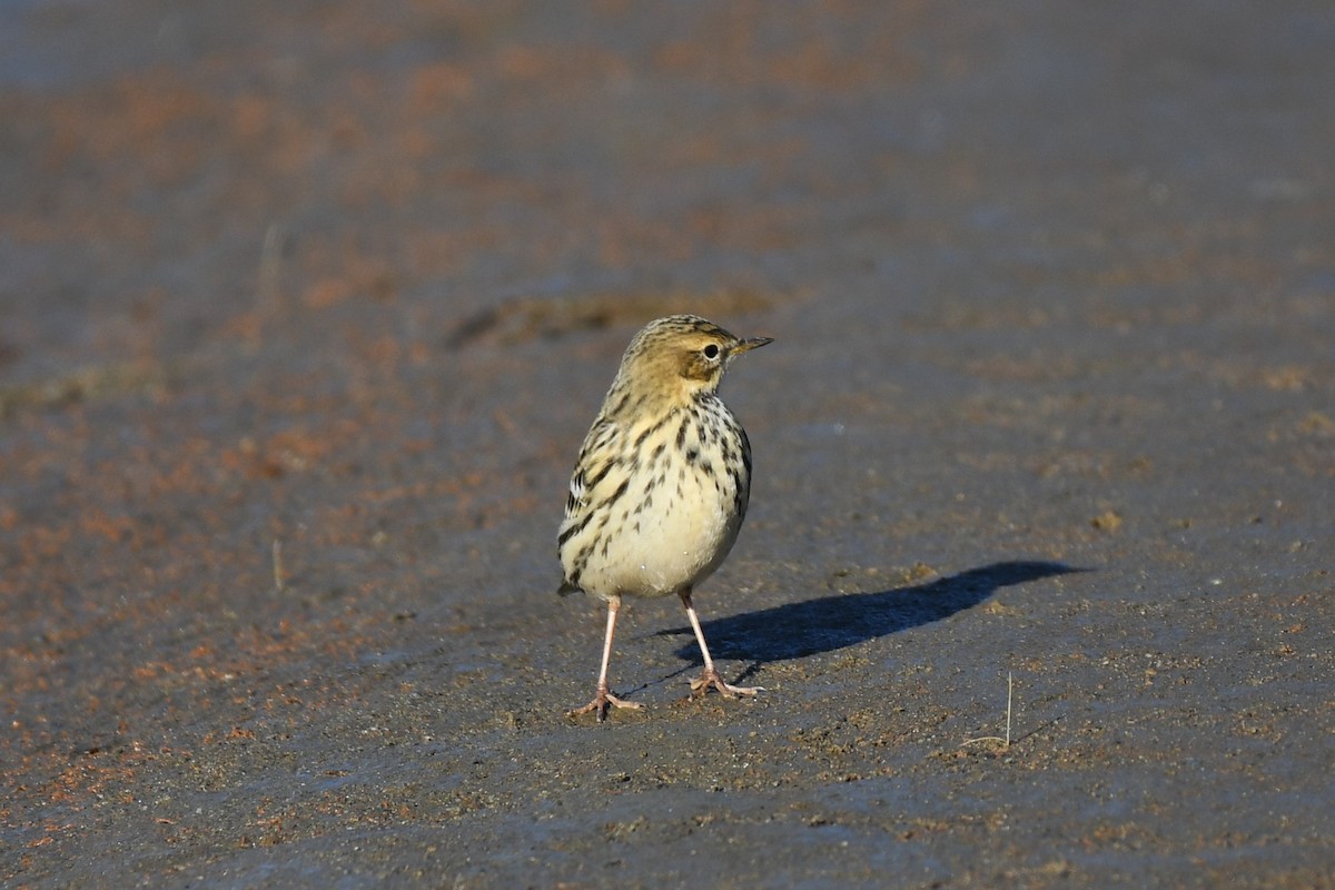 Red-throated Pipit - ML610810989