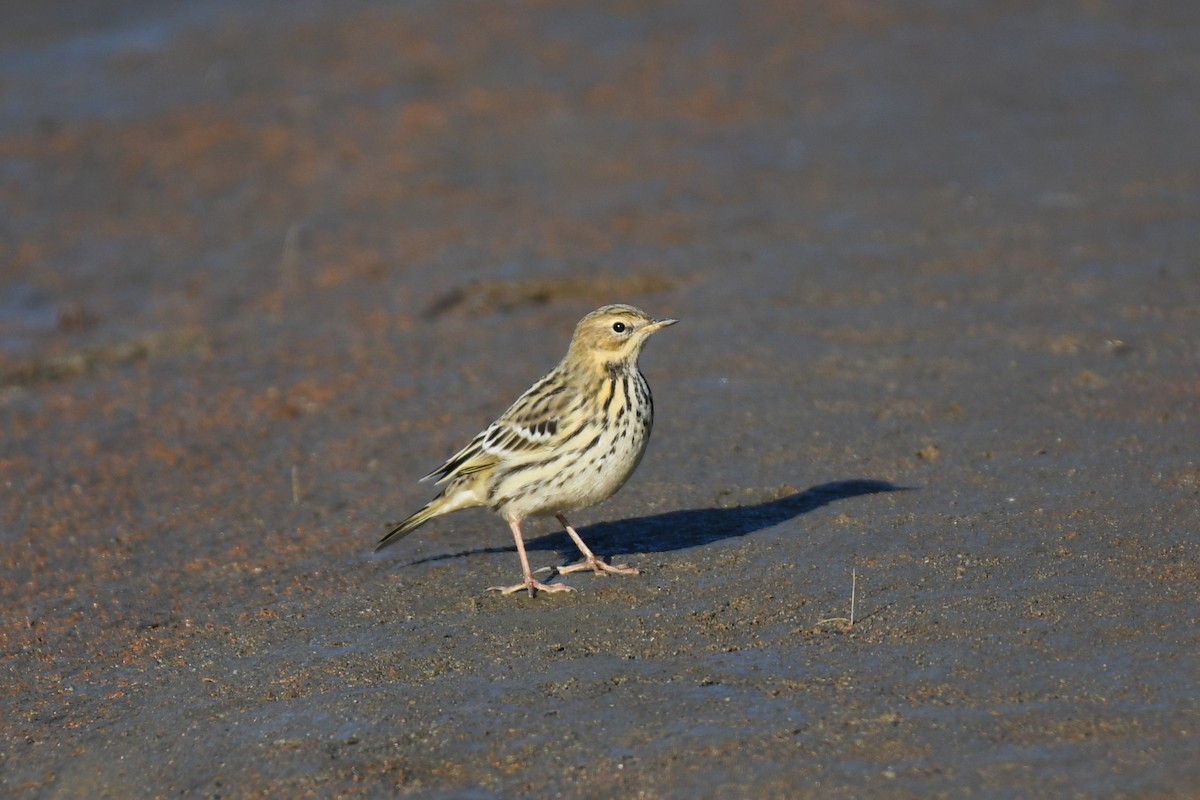 Red-throated Pipit - ML610810990