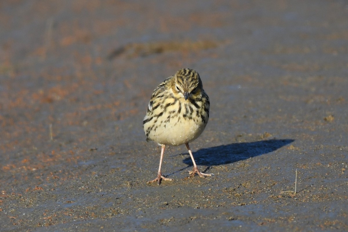 Red-throated Pipit - ML610811001