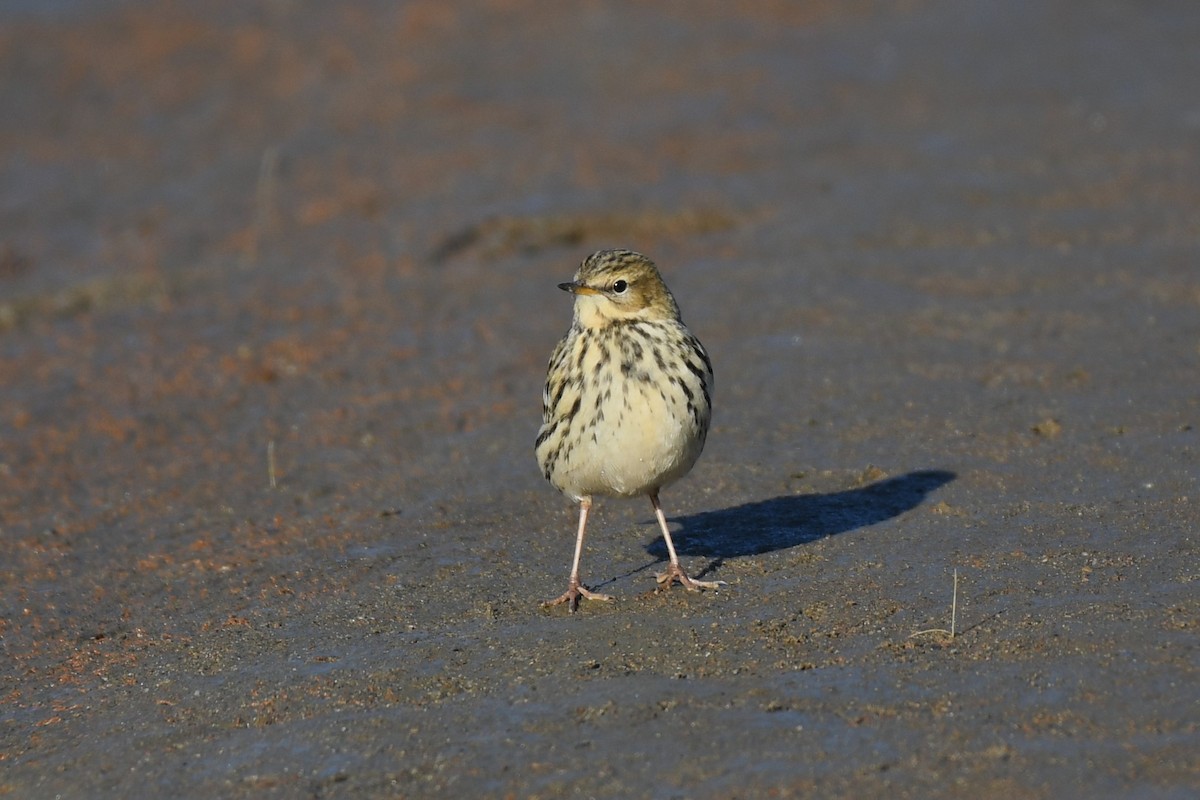 Red-throated Pipit - ML610811002