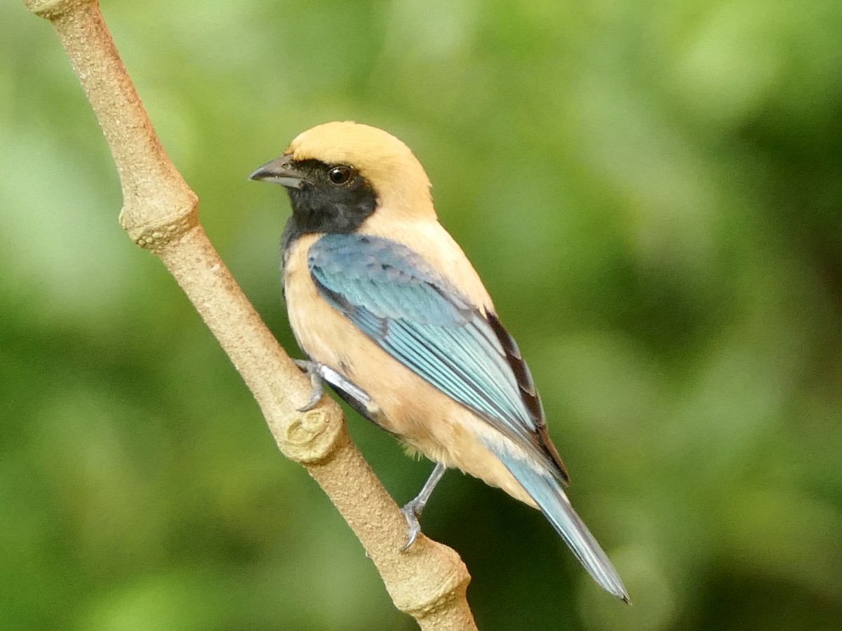 Burnished-buff Tanager (Stripe-bellied) - ML610811004
