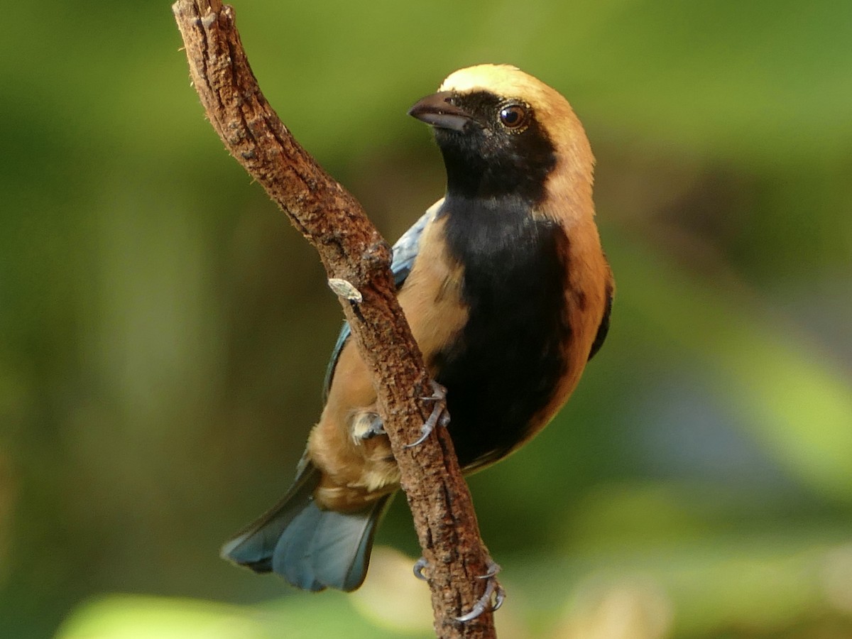 Burnished-buff Tanager (Stripe-bellied) - ML610811005
