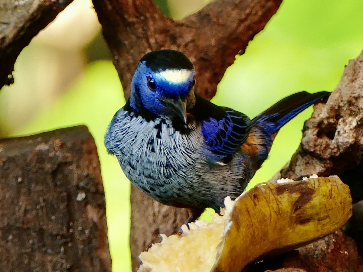 Opal-rumped Tanager (Silver-breasted) - ML610811029