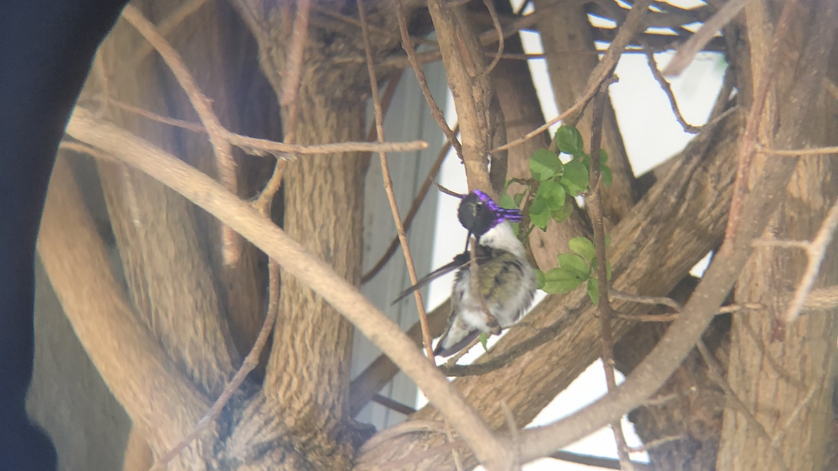 Costa's Hummingbird - ML610811344
