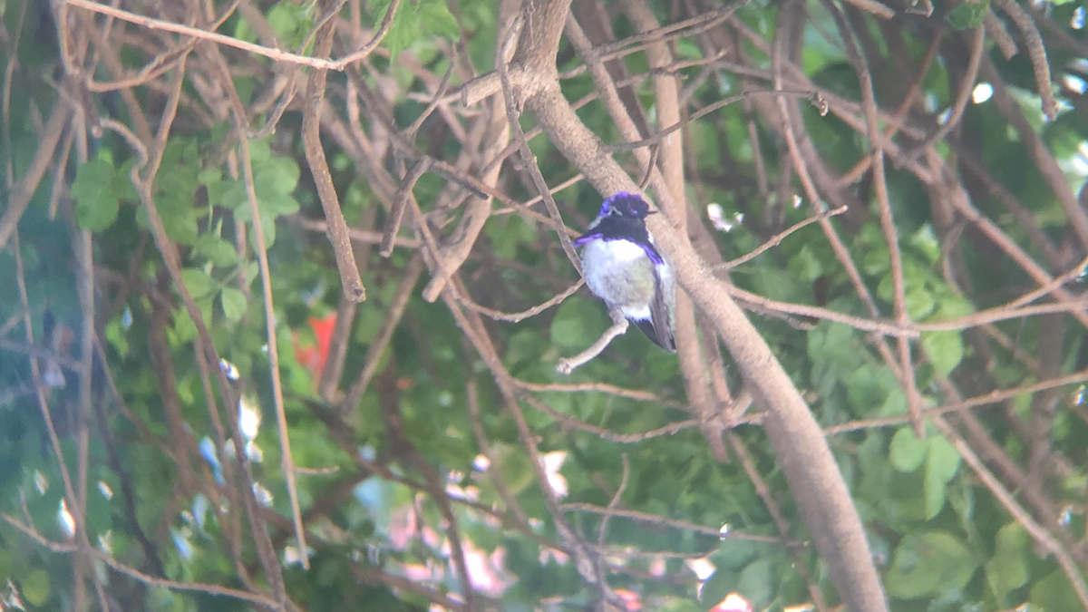 Costa's Hummingbird - ML610811345