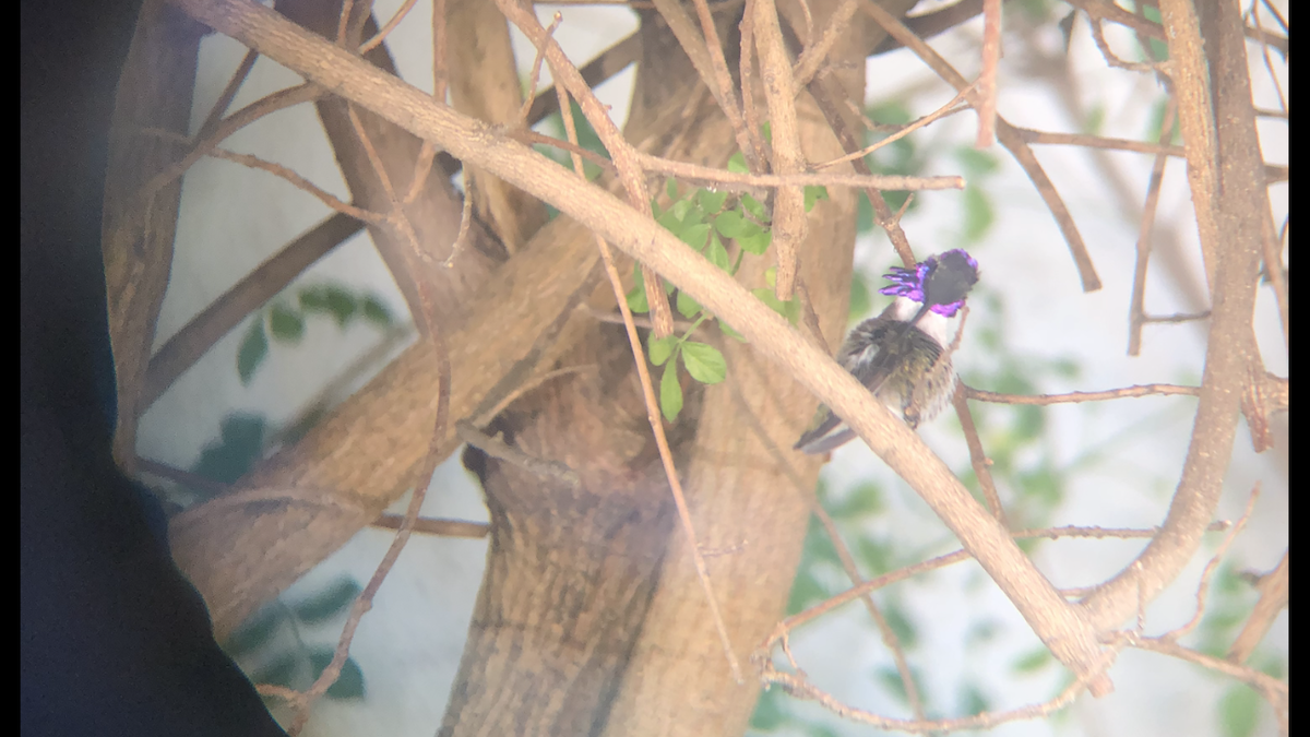Costa's Hummingbird - ML610811346