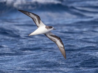  - Bermuda Petrel