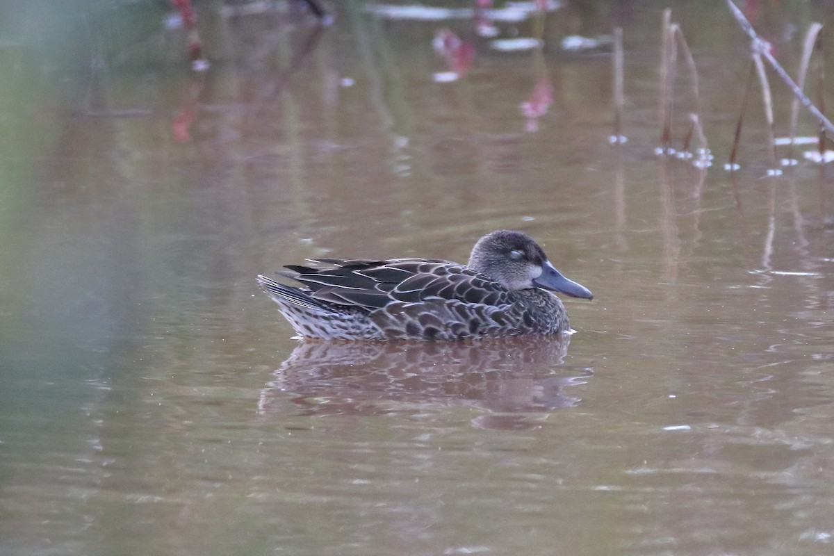 Blue-winged Teal - ML610811607
