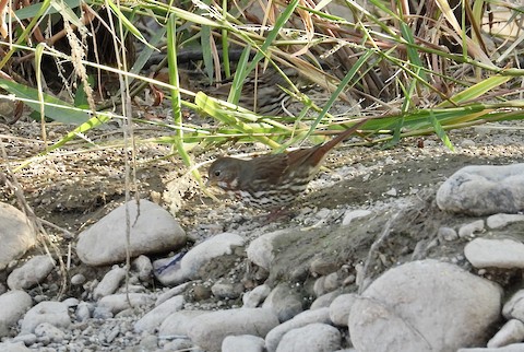 Hotspot in ferruginous rock may have serious implications in