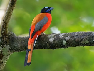  - Scarlet-rumped Trogon