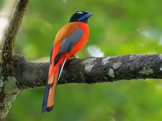  - Scarlet-rumped Trogon