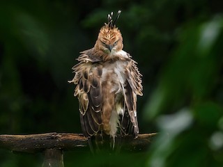 Changeable Hawk-Eagle - Nisaetus cirrhatus - Birds of the World