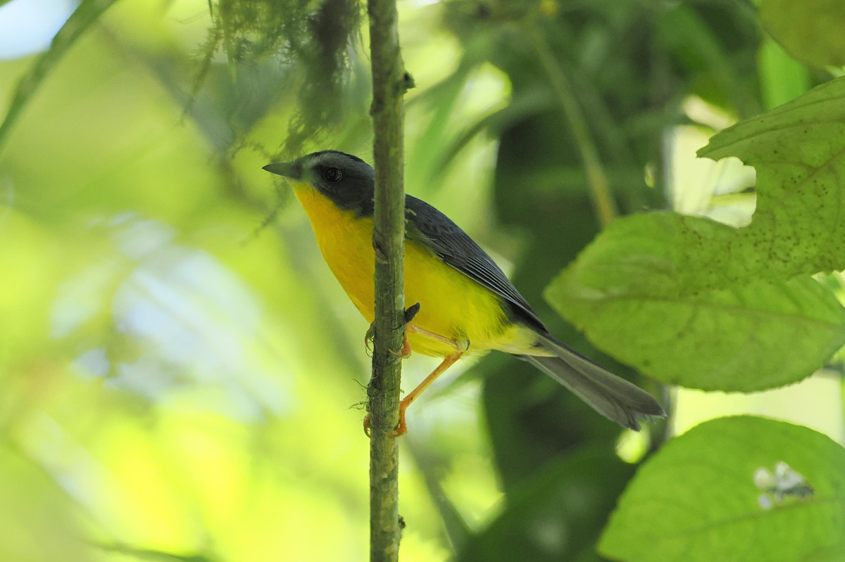 Gray-and-gold Warbler - george parker