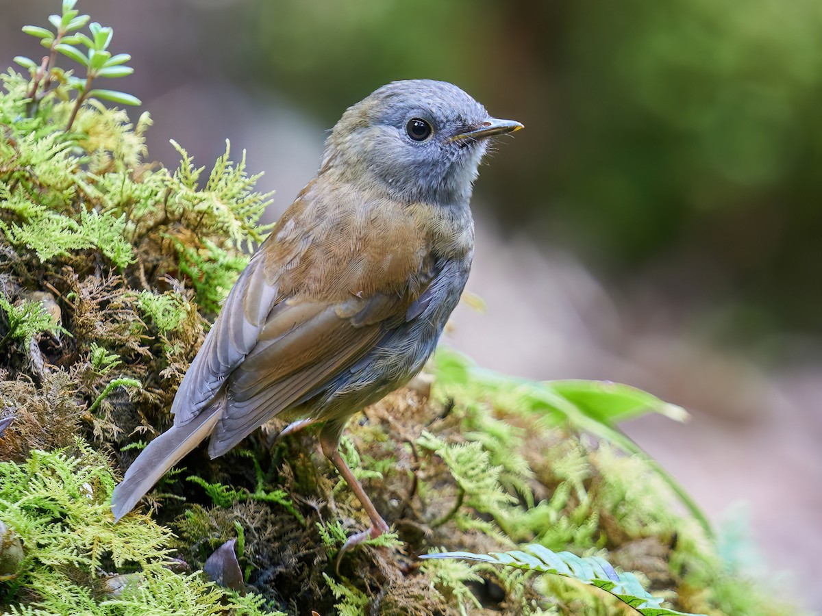 Black-billed Nightingale-Thrush - Catharus gracilirostris - Birds of ...