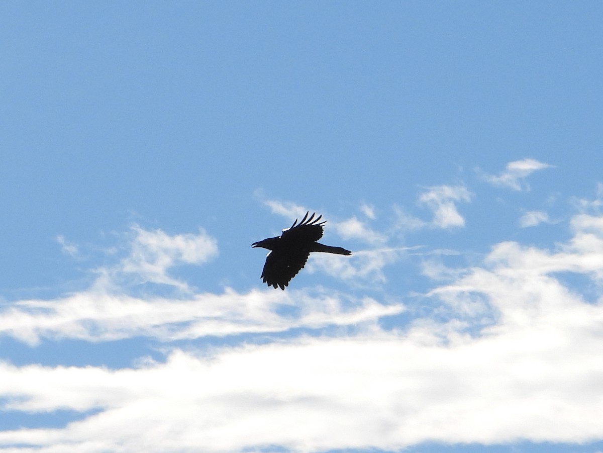 Common Raven - Doug Lithgow