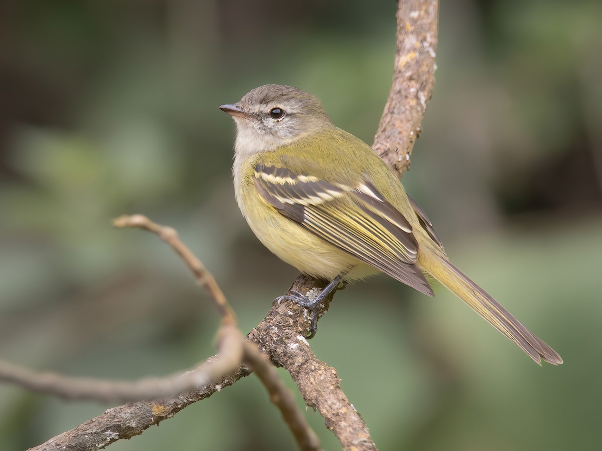 Sclater's Tyrannulet - Phyllomyias sclateri - Birds of the World